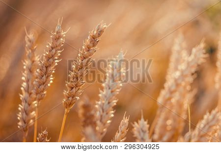 Golden Wheat Field And Sunny Day Wheat Field. Ears Of Golden Wheat Close Up. Beautiful Nature Sunset