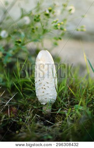 White Coprinus Mushrooms On The Ground. Three White Oval-shaped Coprinus Mushrooms Closeup