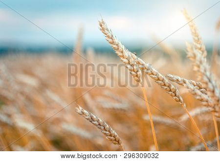 Wheat Field. Gold Ears Wheat Or Rye. Complete Grains Close-up. Against The Sky With The Sun. The Ide