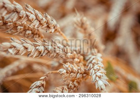 Golden Wheat Field Of Sunny Day. Golden Ears Of Wheat With A Lot Of Copy Space. Small Depth Of Field