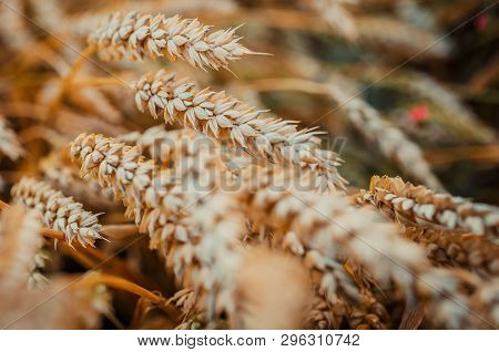Golden Wheat Field Of Sunny Day. Golden Ears Of Wheat With A Lot Of Copy Space. Small Depth Of Field