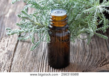 A Bottle Of Essential Oil With Fresh Santolina Chamaecyparissus Twigs