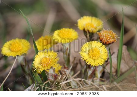 Yellow Flowers Of Tussilago Farfara Or Coltsfoot In Early Spring, Belarus