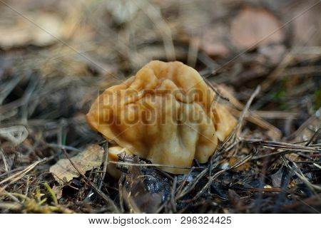 Spring Forest Mushrooms (gyromitra Gigas), The First Spring Mushroom