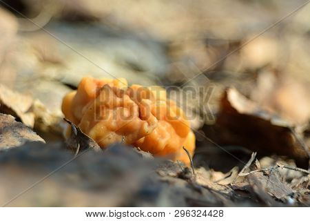 Spring Forest Mushrooms (gyromitra Gigas), The First Spring Mushroom