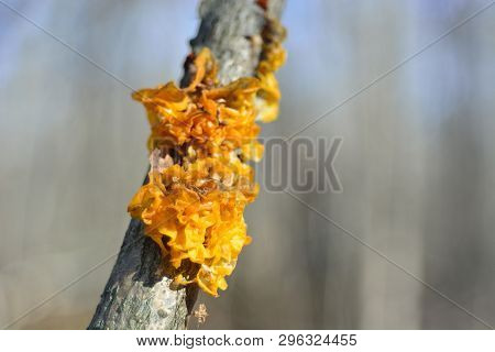 Spring Forest Mushrooms (gyromitra Gigas), The First Spring Mushroom