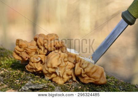 Spring Forest Mushrooms (gyromitra Gigas), The First Spring Mushroom