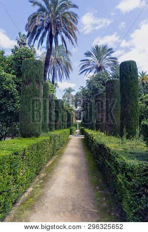 Palm Tree In The Gardens Of The Real Alcázar Palace In Seville, Spain