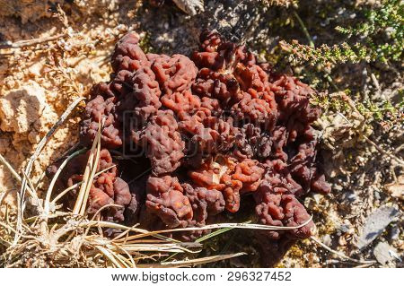 Mushrooms Gyromitra In Forest In Spring