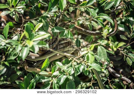 Snake Ball On A Tropical Tree, Vietnam