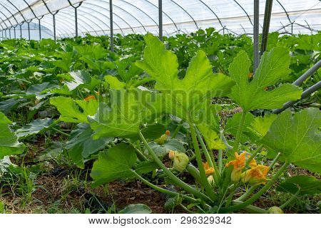 Young Plants Of Rijpende Courgette Zucchini Vegetables Growing In Greenhouse Close Up