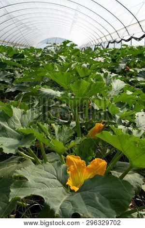Young Plants Of Rijpende Courgette Zucchini Vegetables Growing In Greenhouse Close Up