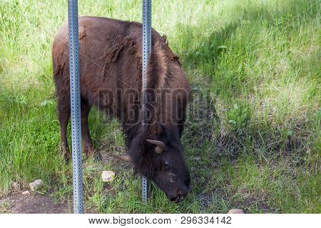 A Young Bison Scratching Its Neck On A Sign Post At The Side Of The Road In Wind Cave National Park.