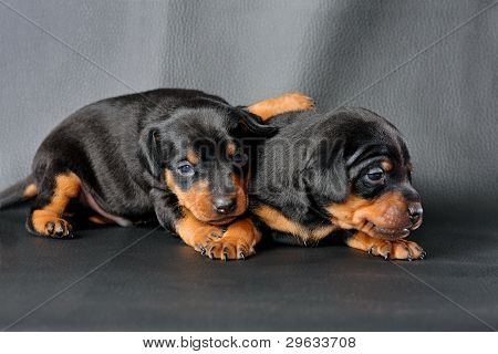 Lille Pinscher hvalp