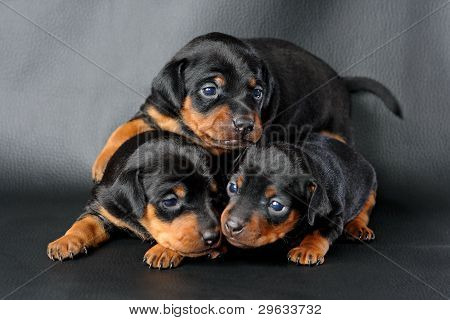 Lille Pinscher hvalp