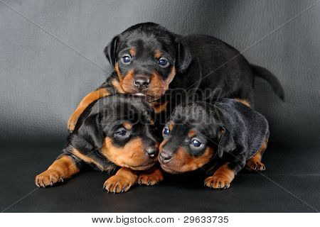 Lille Pinscher hvalp