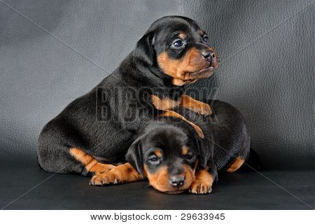 Lille Pinscher hvalp