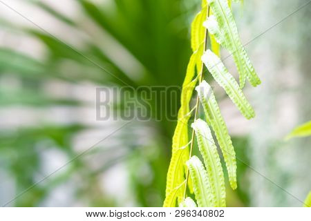 Close Up Detail Of A Fern Leaves. Fern Leaves In Tropical Rain Forest.