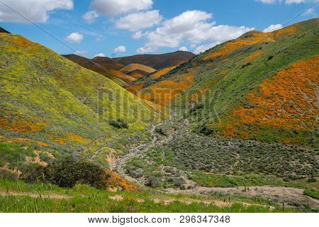 The Beautiful Valley Of Walker Canyon In California During The Poppy Superbloom On A Sunny Day