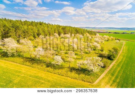 Aerial view to beautiful cherry orchard. Spring landscape with blooming trees. Sustainable development and agriculture.