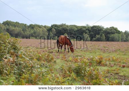 Paard eten