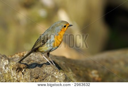 Robin Redbreast