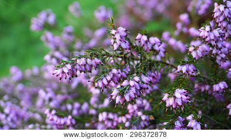 Meadow Of Calluna Vulgaris Flowers Close Up. Evergreen Plant.