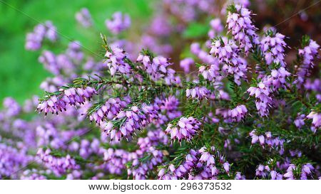 Meadow Of Calluna Vulgaris Flowers Close Up. Evergreen Plant.
