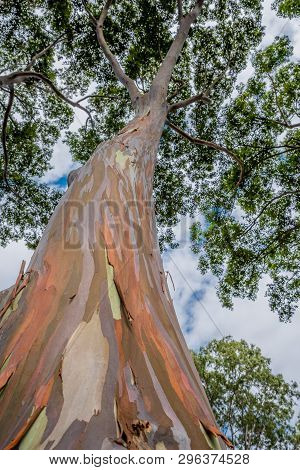 Colorful And Tall Rainbow Eucalyptus Tree On Oahu, Hawaii