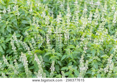 Ocimum , Hoary Basil Or Lemon Basil Plant