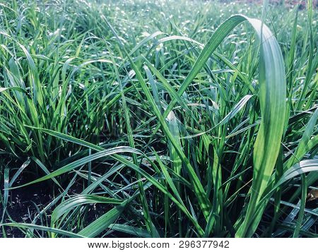Green Grass Background Vignette Or The Naturally Walls Texture I