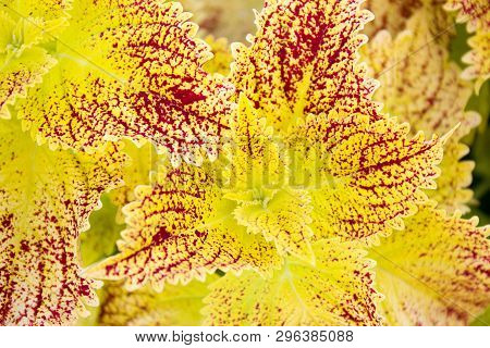 Multicolor Decorative Plant - Coleus; ( Solenostemon Scutellarioides )