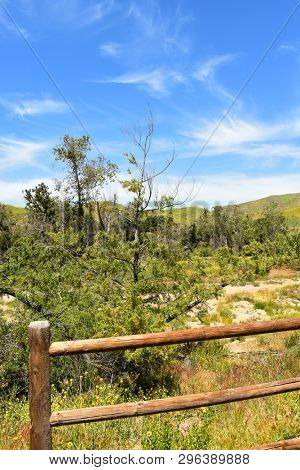 Rail fence in Irvine Regional Park, with the foothills covered in the Black Mustard plant, an invasive non-native weed.