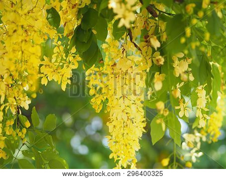 Golden Shower Tree Yellow Flower  Nature Background