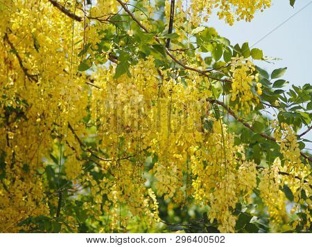 Golden Shower Tree Yellow Flower  Nature Background
