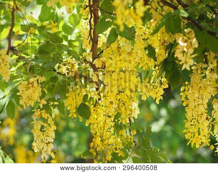 Golden Shower Tree Yellow Flower  Nature Background