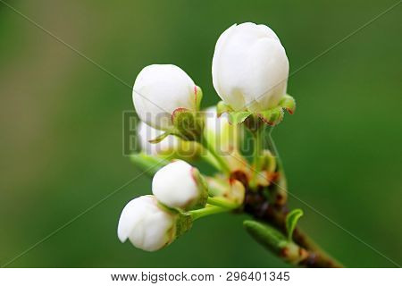 Buds Of A Blomming Spring Tree With Green Background