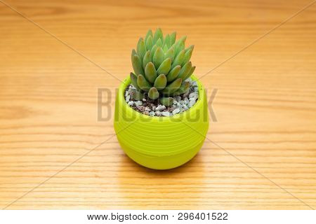 Pot Of Green Succulent Plant On A Wood Table