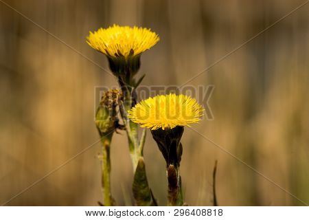 Medical Coltsfoot (tussilago Farfara), Sometimes Coltsfoot General, Is A Perennial Herbaceous Plant 