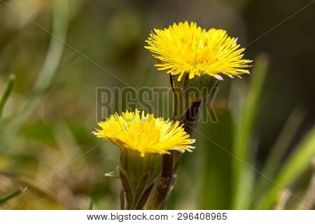 Medical Coltsfoot (tussilago Farfara), Sometimes Coltsfoot General, Is A Perennial Herbaceous Plant 
