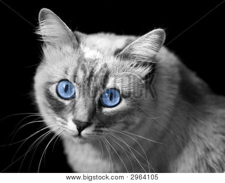 파란 눈 고양이