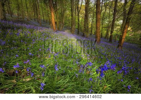 British Bluebells In Ten Acre Wood Near Margam County Park, In Port Talbot, South Wales, Uk