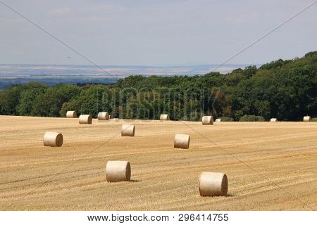 Summer Rural Landscape With Harvesting Field, Brught Yellow Hayrolls, Blue Sky, Dark Green Trees At 