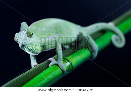 Dragon, zielony kameleon