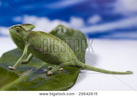 Dragon, zielony kameleon