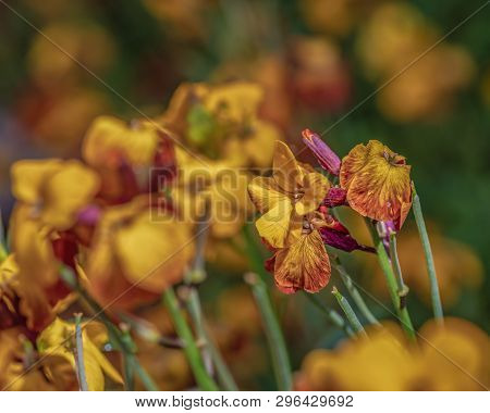 Pretty Close Up Erysimum Cheiri In Full Bloom At Sunrise.