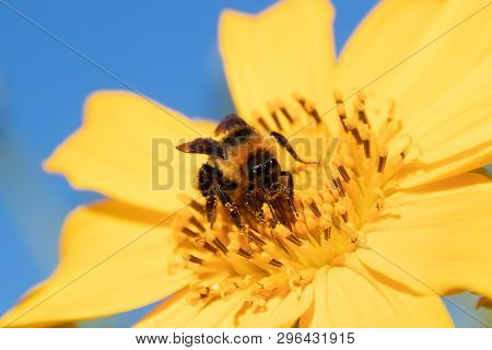 Maxican Sunflower.honey Bee Collecting Nectar From Yellow Sunflower Field