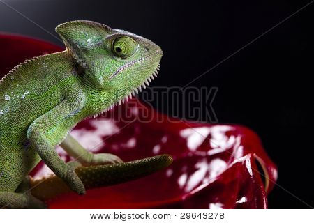Kwiat na kameleon