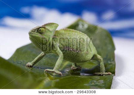 Kameleon na liściu