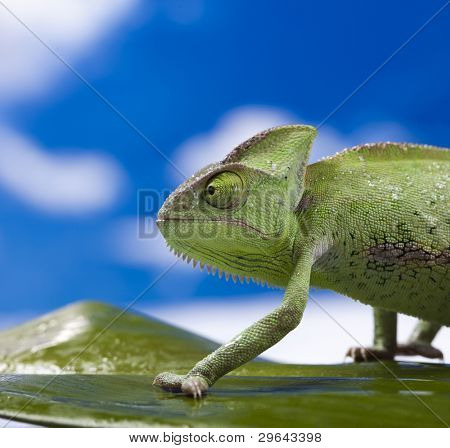 Dragon, zielony kameleon